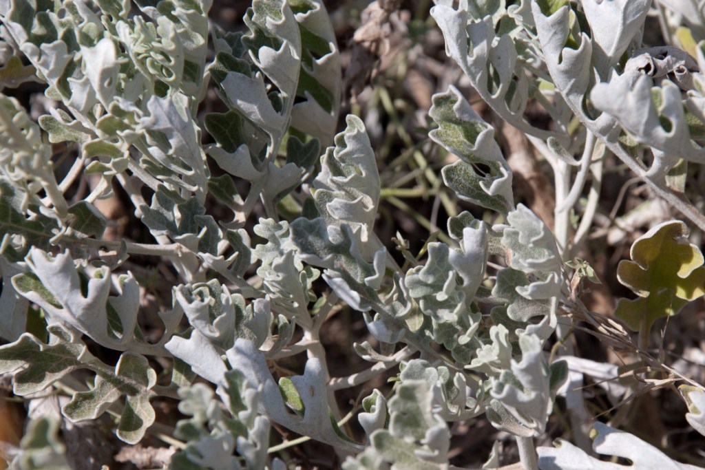 Jacobaea maritima subsp. sicula / Senecione siciliano